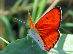 Lycaena dispar