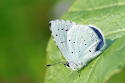 Celastrina argiolus