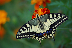 Papilio machaon