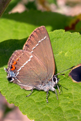 Satyrium spini