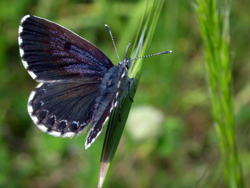 Scolitantides orion