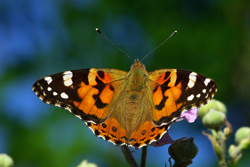 Vanessa cardui